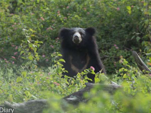 ಸಂಕೋಚ, ಸಾವು ಅಕ್ಕ-ಪಕ್ಕ