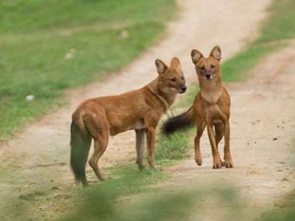 ಸಫಾರಿ ಅಂದರೆ ಲಾಟರಿ