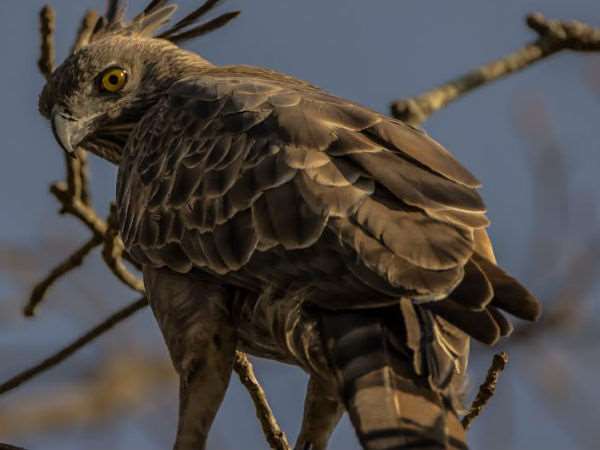 ಕ್ರೆಸ್ಟೆಡ್ ಹಾಕ್ ಈಗಲ್