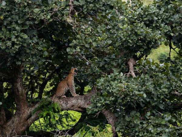 ಮರದ ಮೇಲೆ ನಿದ್ದೆ