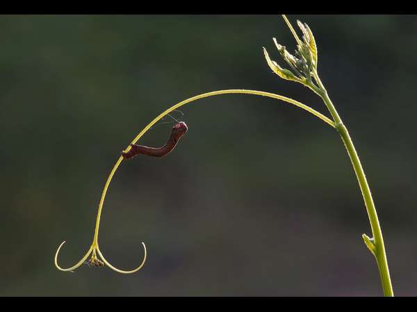 ಎಳೆ ಬಿಸಿಲು