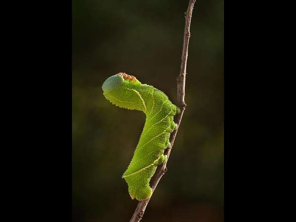  ಹಾವಿನ ಹೆಡೆಯೇ..!