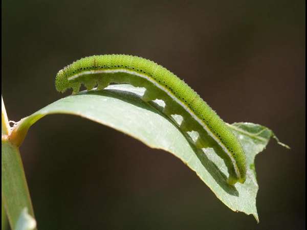 ಚುಕ್ಕೆ ಚಿತ್ರ