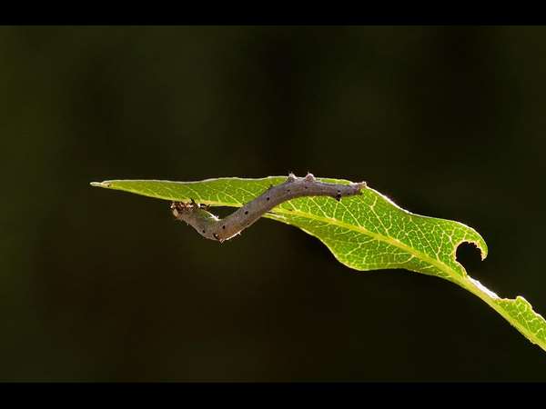 ಇದು ಕಂಬಳಿಹುಳು ಕಣ್ರೀ