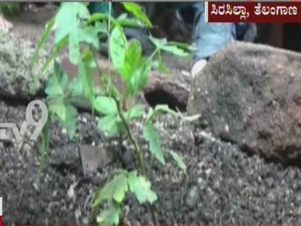 In a bizarre incident Neem plant found rotating in Karim Nagar district of Telangana In a bizarre incident Neem plant found rotating in Karim Nagar district of Telangana