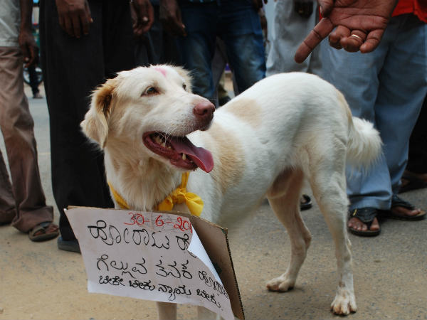 strike-dog