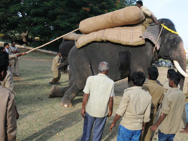 Dasara-elephant Dasara-elephant