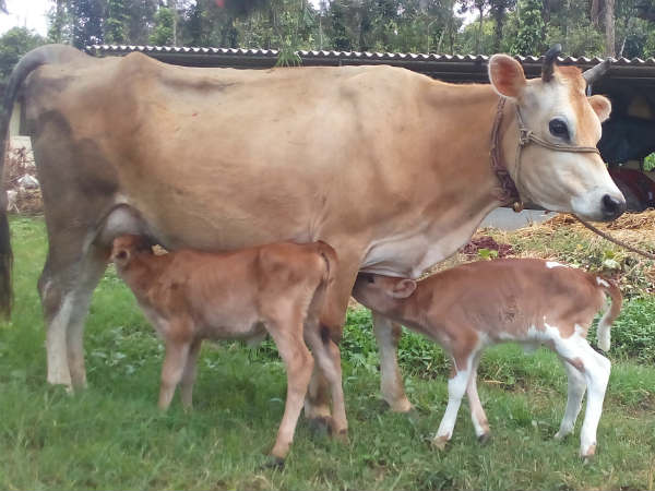 Jersey cow gave birth to twin calf