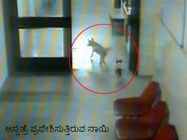 Dog takes away embryo from govt hospital in Kushalnagar