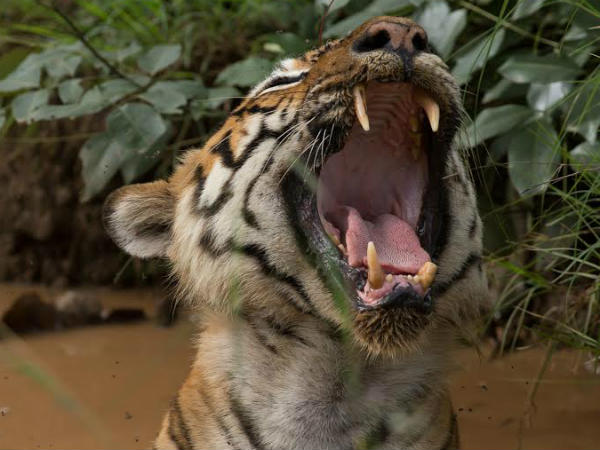 ಗಂಡುಹುಲಿ ವ್ಯಾಪ್ತಿ 75 ಕಿ.ಮೀ