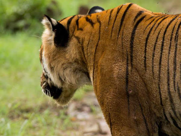 11 ವರ್ಷದ ಹುಲಿಗೆ ಮೈ ತುಂಬ ಗಾಯ