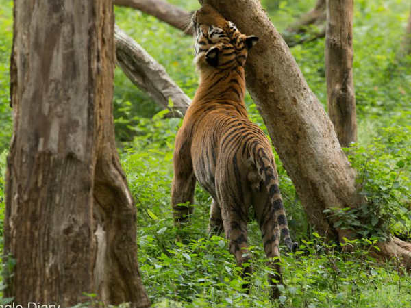 ಪ್ರಿನ್ಸ್ ಕಣ್ಮರೆ