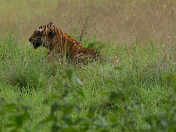 10 ಅಡಿ ದೂರದಲ್ಲಿ ವ್ಯಾಘ್ರ