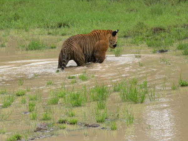 ಮೋಹಕ ರೂಪಕ್ಕೆ ಸೋತ ಮನ