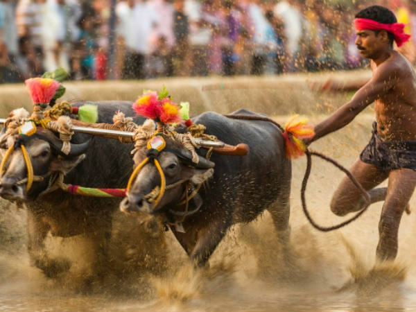 Kambala the annual buffalo race doubtful stater in Udupi