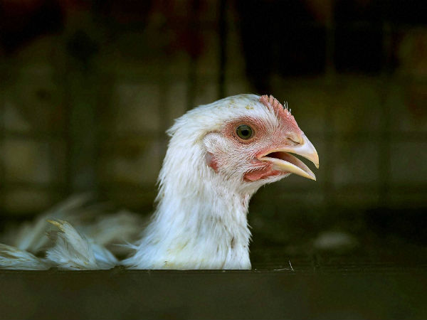 ಕೊಕ್ಕೊ ಕೋಳಿಯೇ
