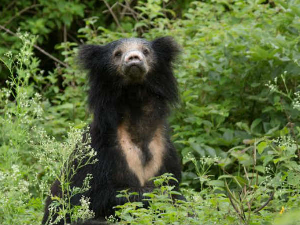 ಸೋಮಾರಿ ಕರಡಿ