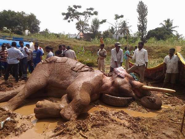 ತೂಕ ಇಳಿಯುತ್ತದೆ