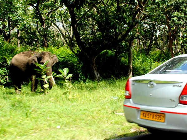 Bandipur elephant