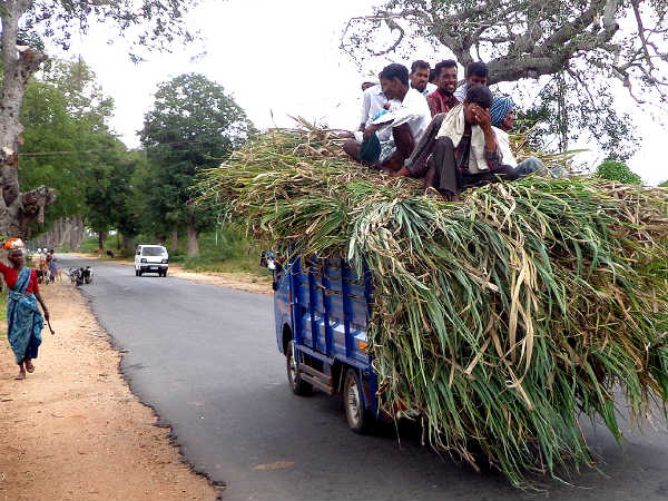 Farmers selling their cattle due to drought