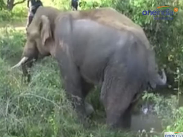 Video : Sidda Elephant Rescued, Treatment from Assam Kerala Veterinarians