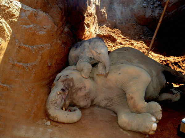 ಆನೆಗೇನು ಔಷಧಿ