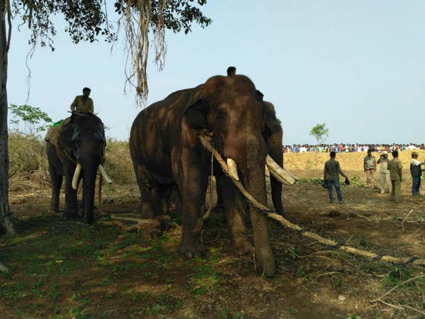 Chamarajanagar: rouge elephant finally caught