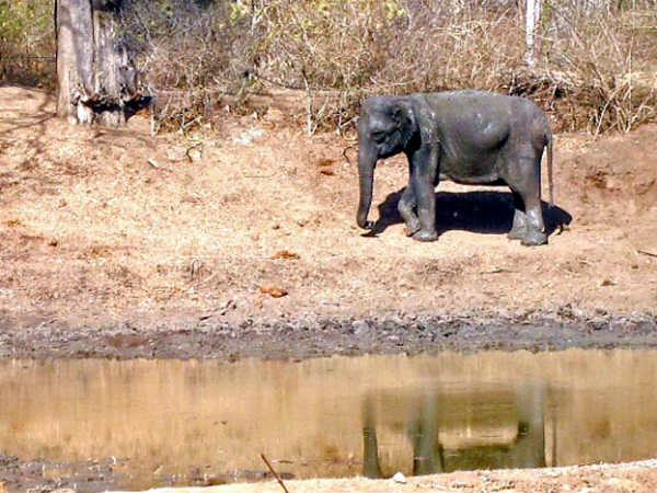 Water crisis in forest, major threat to wildlife