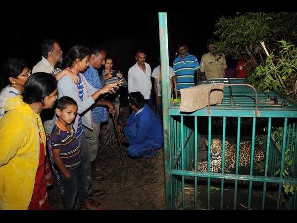 leopard in captivity in Mysuru