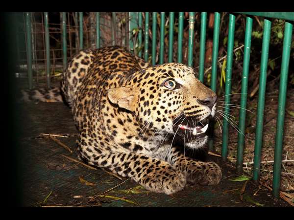 leopard in captivity in Mysuru