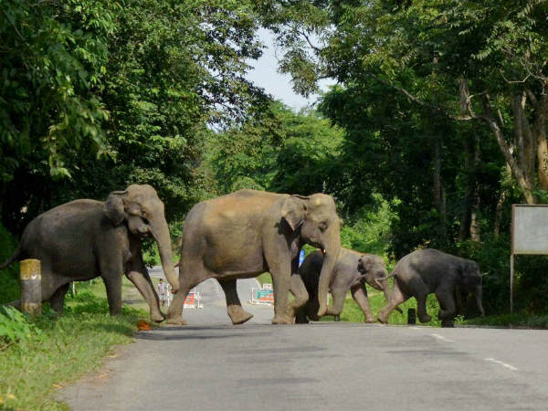 ಹೆಣ್ಣಾನೆಯೇ ಚೀಫ್
