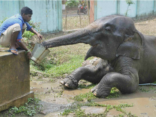 ದಿನಕ್ಕೆ 150 ಕೆ.ಜಿ. ಆಹಾರ