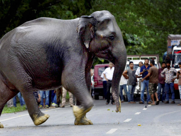 ಆನೆಗೆ ಮದ ಏಕೆ ಬರುತ್ತದೆ? 