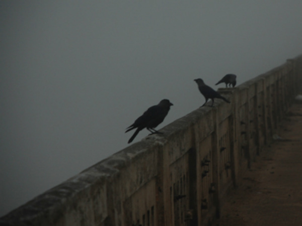 2-3 days observe the snow in mangaluru