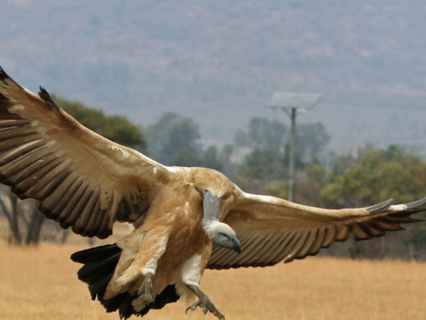 ಅಳಿವಿನಂಚಿನ ಜೀವಿ