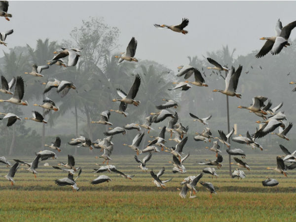 ಗುಂಪಾಗಿ ಹಾರುವ ಖುಷಿ