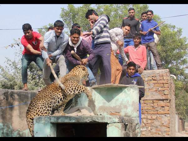 ಚಿರತೆಗೆ ದೊಣ್ಣೆ ಪೆಟ್ಟು ಚಿರತೆಗೆ ದೊಣ್ಣೆ ಪೆಟ್ಟು