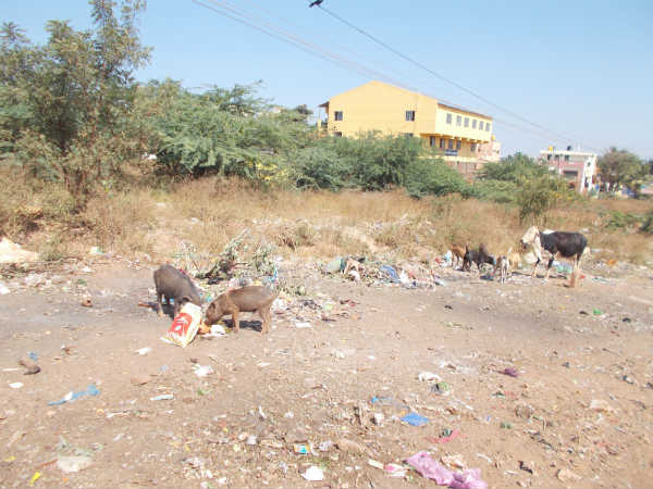Several stray dogs dead in Hubballi