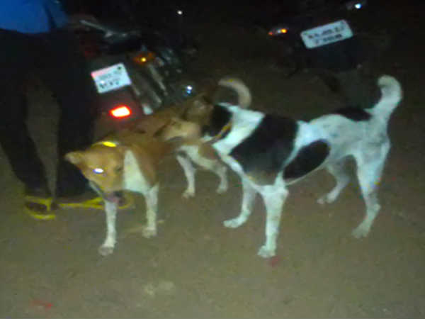 Youths tie reflective collars on street dogs to avoid accidents Youths tie reflective collars on street dogs to avoid accidents