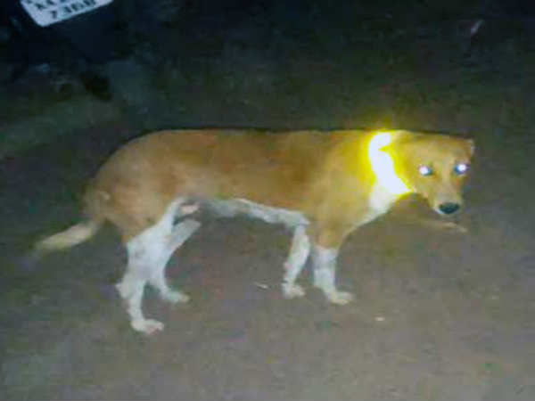 Youths tie reflective collars on dogs to avoid accidents Youths tie reflective collars on dogs to avoid accidents