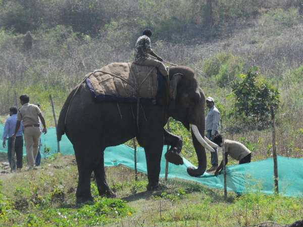 Man eater Tiger still at large in Nagarahole