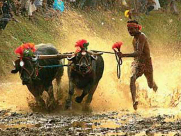 Kambala: let's not kind of parasitic growth methods Devanuru Mahadeva 