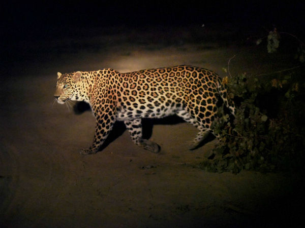 ಹಗಲು ಹೊತ್ತಿನ ಬೇಟೆಗಾರ