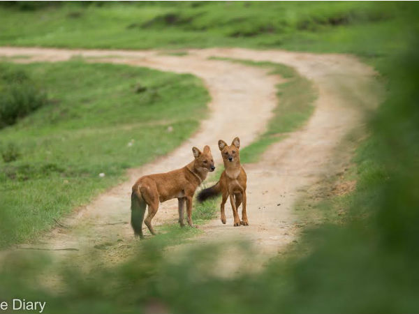 15ರಿಂದ 16 ವರ್ಷ ಆಯುಷ್ಯ