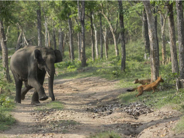 ಆನೆಯು ಬೆನ್ನಟ್ಟಿ ಹೋಯಿತು