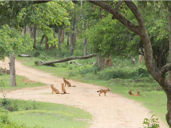 ನ್ಯಾಷನಲ್ ಜಿಯಾಗ್ರಫಿಕ್ ಚಾನಲ್ ನಲ್ಲಿ ಪ್ರಸಾರ
