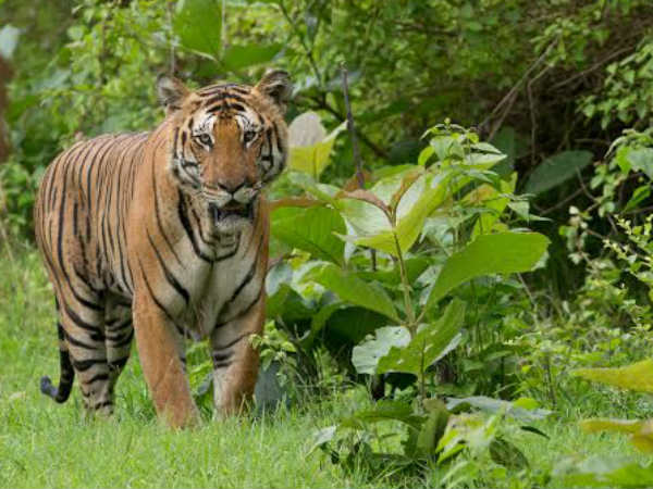 ಹತ್ತರಲ್ಲಿ ಎಂಟು ಬೇಟೆಯಲ್ಲಿ ಕಾಡುನಾಯಿ ಸಕ್ಸಸ್