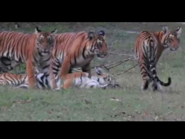 ನಾಗರಹೊಳೆಯಲ್ಲಿ ಈ‌ ಅಪರೂಪದ ದೃಶ್ಯ..