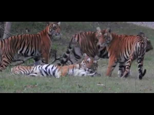 ಹುಲಿಗಳನ್ನು ಕಂಡವರು ನಿಜಕ್ಕೂ ಅದೃಷ್ಟವಂತರು