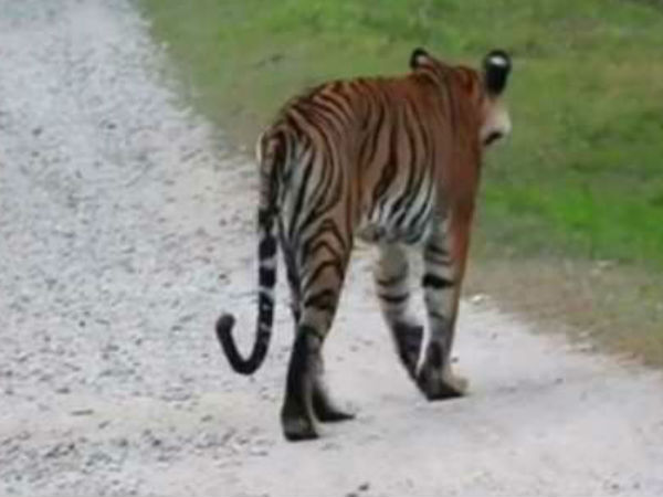 ಹುಲಿಗಳಿಗೆ ಕಿರಾತಕರ ದೃಷ್ಟಿ ತಾಕದಿರಲಿ